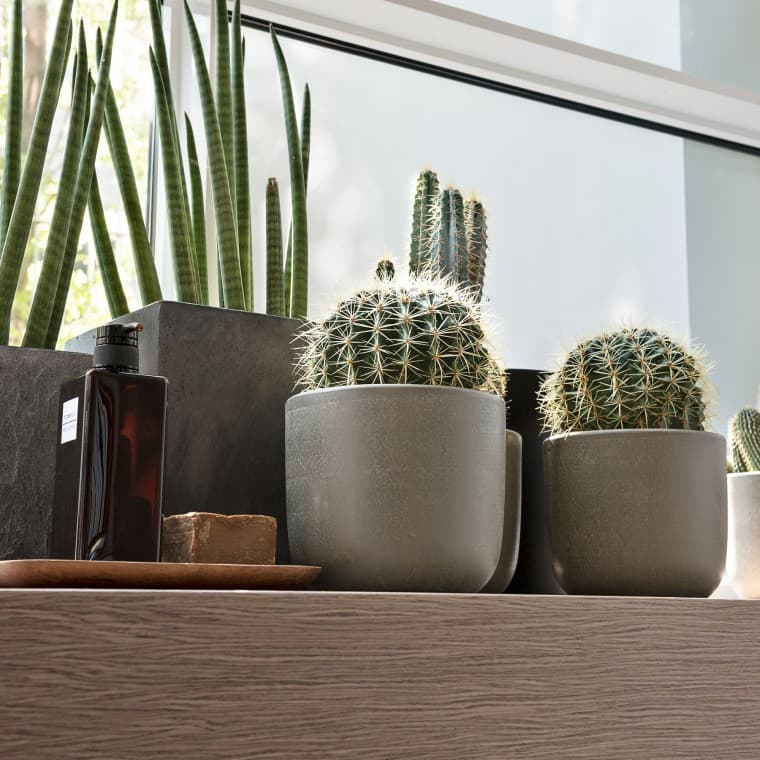 Pencere pervazında çeşitli bitkiler Pencere pervazında çeşitli bitkiler